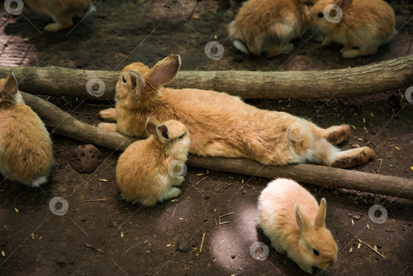 Скачать Мать-домашняя крольчиха (Oryctolagus cuniculus domesticus) со своими маленькими детенышами фотосток Ozero