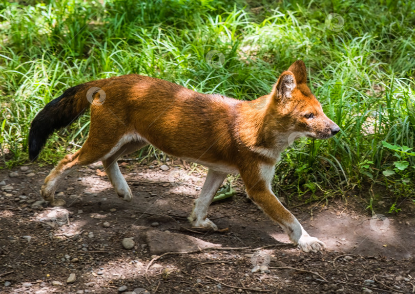 Скачать Красный волк дол (Cuon alpinus), гуляющий по Дальнему Востоку России фотосток Ozero