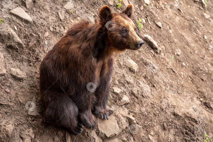 Скачать Камчатский бурый медведь (Ursus arctos beringianus), также известный как дальневосточный бурый медведь или русский фотосток Ozero