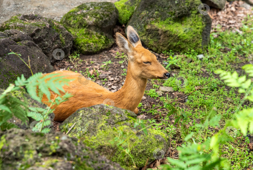 Скачать Сибирская косуля, восточная косуля или азиатская косуля (Capreolus pygargus) на Дальнем Востоке России фотосток Ozero