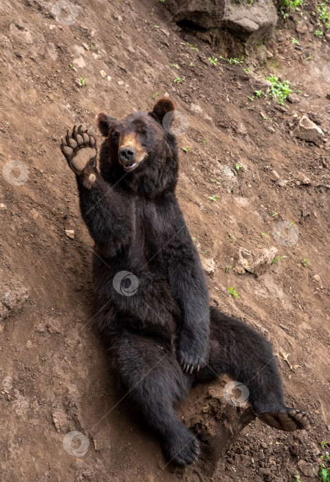 Скачать Камчатский бурый медведь (Ursus arctos beringianus), также известный как дальневосточный бурый медведь или русский сидячий медведь фотосток Ozero