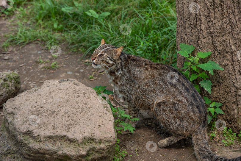 Скачать Дальневосточный леопард (Prionailurus bengalensis euptilura), обитающий в лесах России на Дальнем Востоке. фотосток Ozero