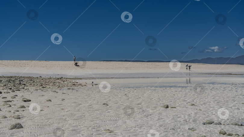 Скачать Черная цапля прогуливается по мелководью во время отлива. фотосток Ozero