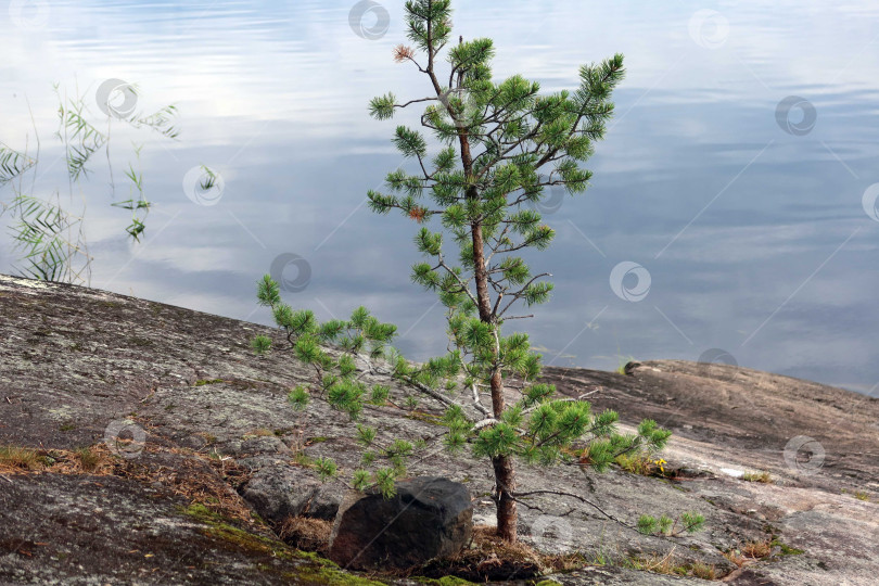 Скачать На берегу северного озера фотосток Ozero