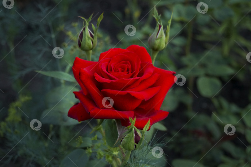 Скачать Роза фотосток Ozero