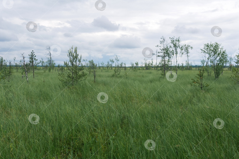 Скачать большой болотистый пейзаж с кривыми деревьями фотосток Ozero