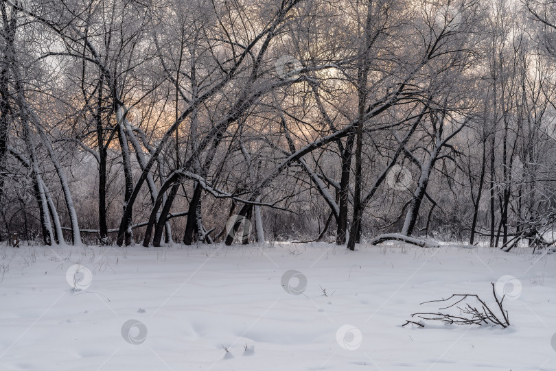 Скачать Покрытые снегом деревья фотосток Ozero