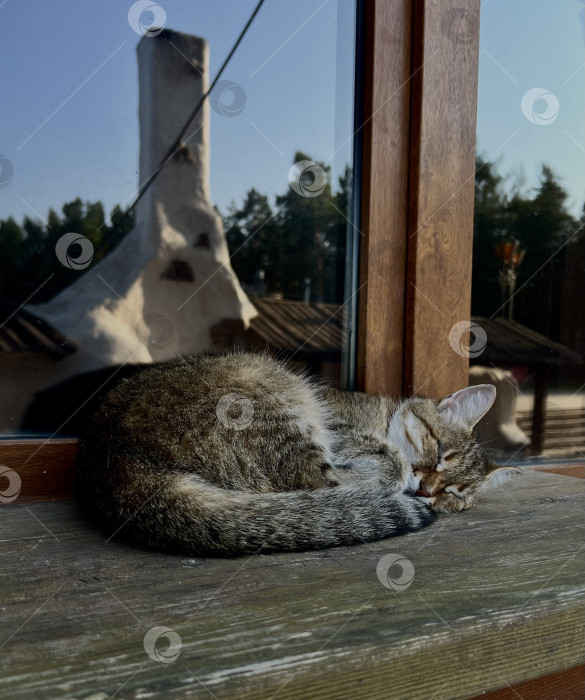 Скачать Спящий Котик фотосток Ozero