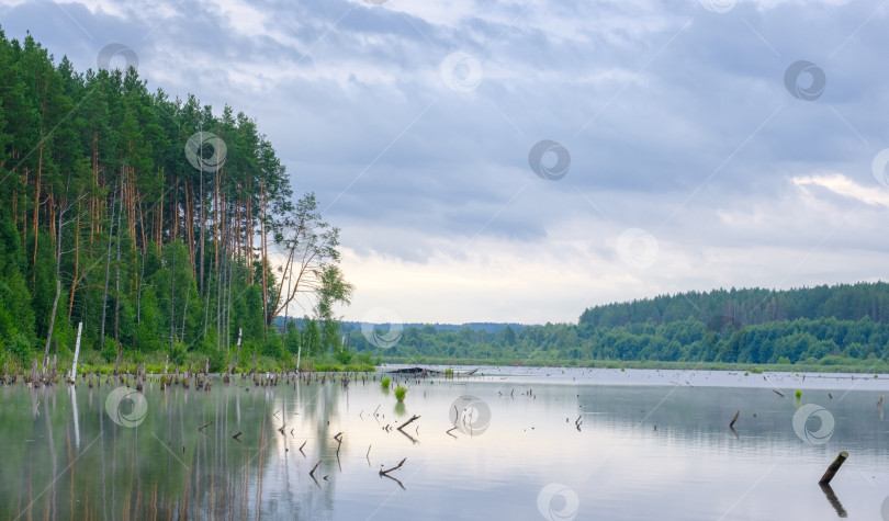 Скачать широкая река и лес ранним летним пасмурным утром фотосток Ozero