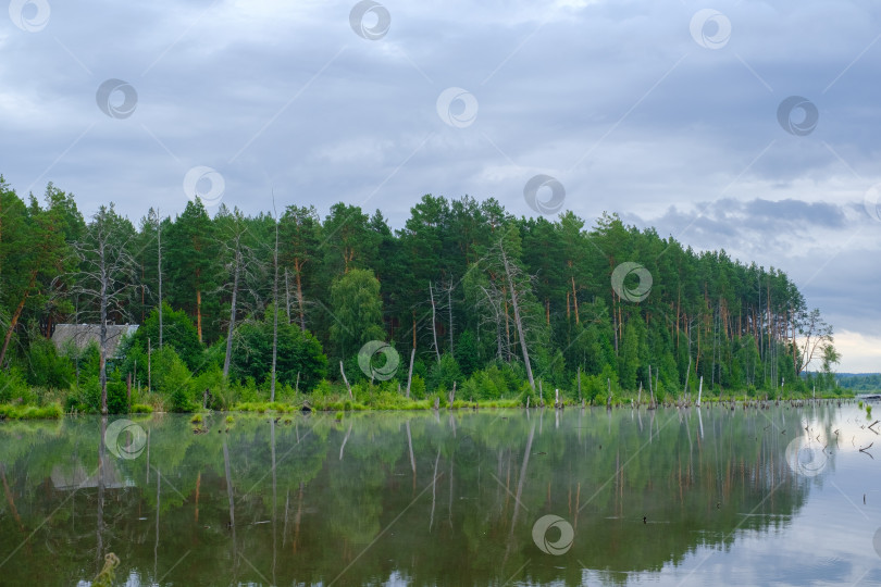 Скачать широкая река и лес ранним летним пасмурным утром фотосток Ozero