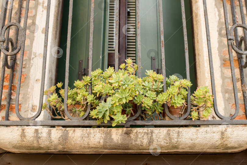 Скачать Зеленое растение в красном цветочном горшке снаружи на подоконнике у стены из красного кирпича. фотосток Ozero