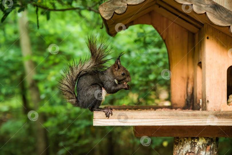 Скачать Японская белка (Sciurus lis) или древесная белка, поедающая семена из деревянной кормушки в лесу фотосток Ozero