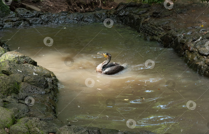 Скачать Японский баклан (Phalacrocorax capillatus), также известный как баклан Темминка фотосток Ozero