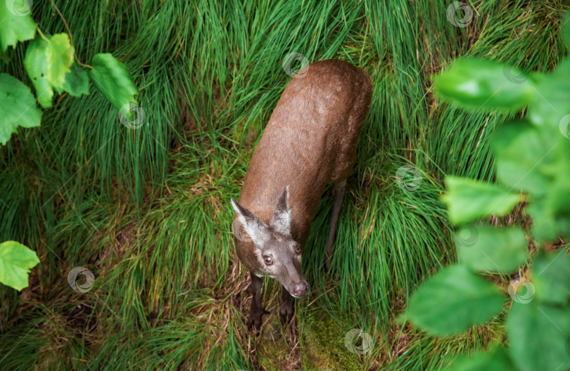 Скачать Сибирская кабарга (Moschus moschiferus), гуляющая по Дальнему востоку России фотосток Ozero