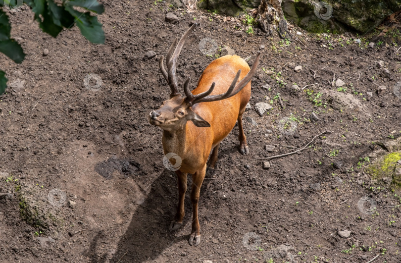 Скачать Берберский олень (Cervus elaphus barbarus), также известный как атласский олень или африканский лось фотосток Ozero