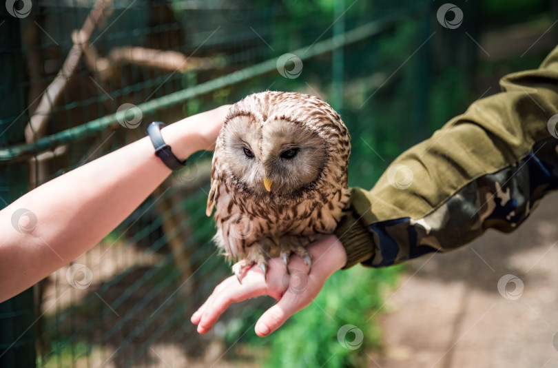 Скачать Человек, держащий на руке уральскую сову (Strix uralensis) в знак заботы о Всемирном дне защиты животных фотосток Ozero