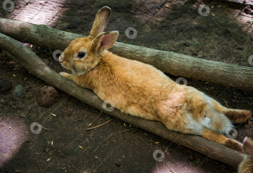 Скачать Мать-домашняя крольчиха (Oryctolagus cuniculus domesticus) со своими маленькими детенышами фотосток Ozero