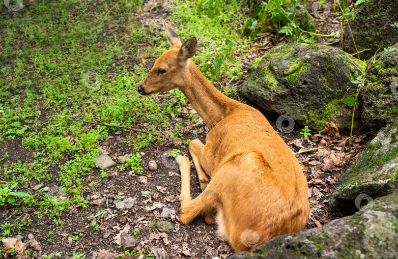 Скачать Сибирская косуля, восточная косуля или азиатская косуля (Capreolus pygargus) на Дальнем Востоке России фотосток Ozero