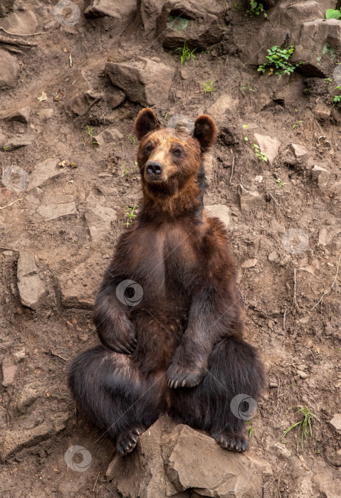 Скачать Камчатский бурый медведь (Ursus arctos beringianus), также известный как дальневосточный бурый медведь или русский фотосток Ozero