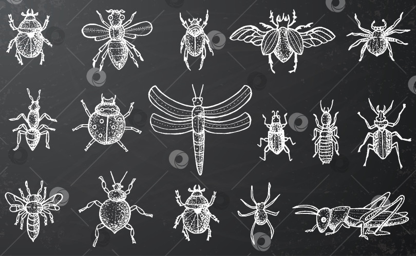 Скачать Насекомые, изображенные жуками, пчелами и пауками на черной классной доске. фотосток Ozero