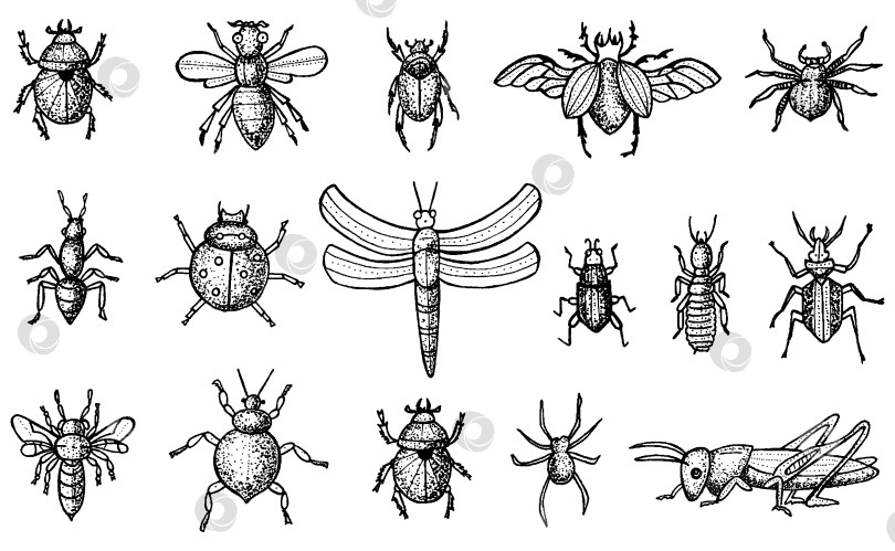Скачать Насекомые в окружении жуков, пчел и пауков, выделенных на белом фоне. фотосток Ozero