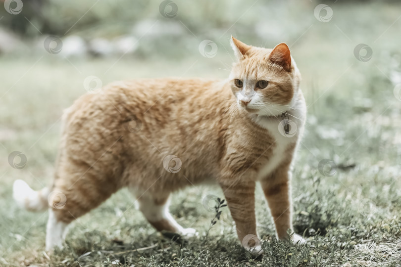 Скачать Рыжий полосатый кот гуляет по траве снаружи фотосток Ozero