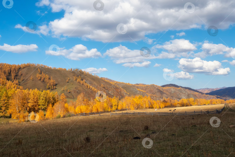 Скачать Золотые осенние холмы. Солнечная погода с красивыми облаками. фотосток Ozero