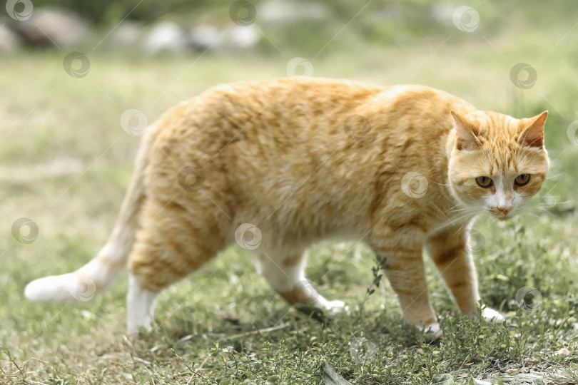 Скачать Рыжий полосатый кот гуляет по траве снаружи фотосток Ozero