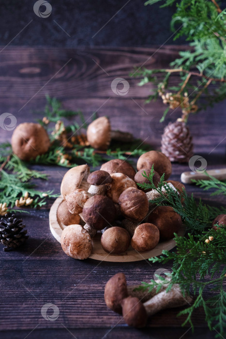 Скачать Корзинка со съедобными белыми грибами. Boletus edulis. Собираем белые грибы в лесу фотосток Ozero