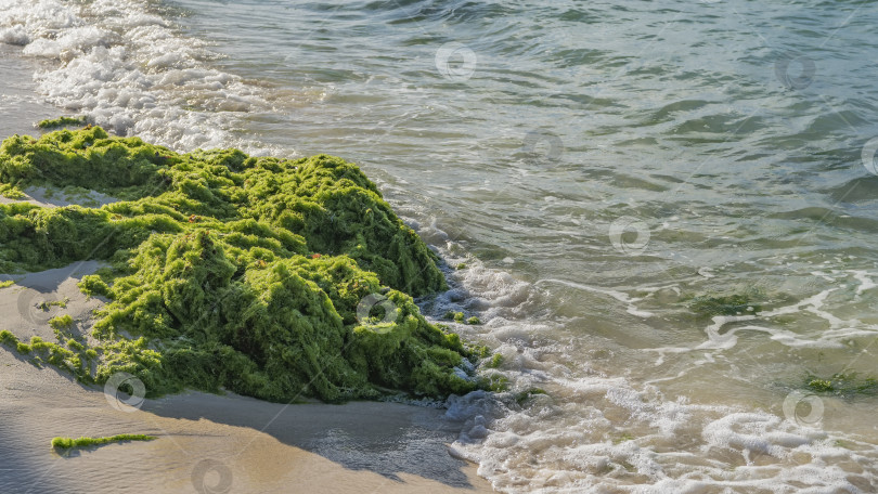 Скачать Куча ярко-зеленых водорослей, выброшенных океаном на песчаный пляж. фотосток Ozero