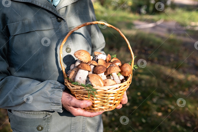 Скачать Корзинка со съедобными белыми грибами. Boletus edulis. Собираем белые грибы в лесу фотосток Ozero