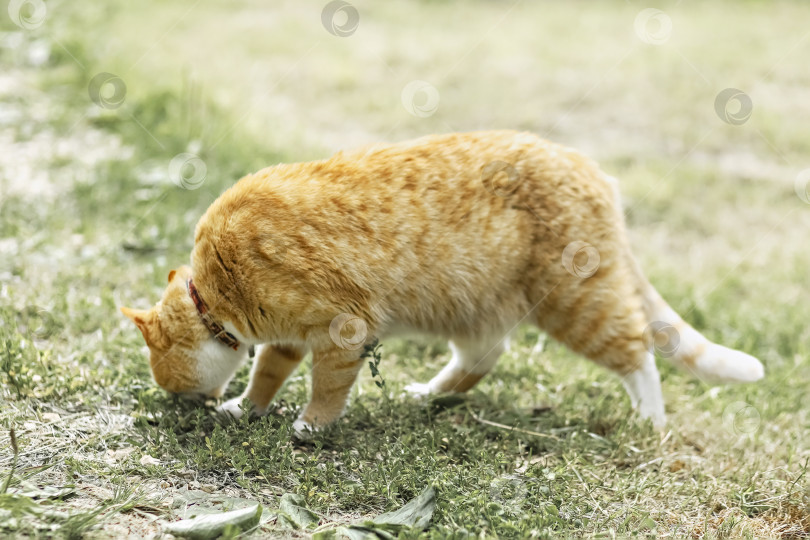 Скачать Рыжий полосатый кот гуляет по траве снаружи фотосток Ozero