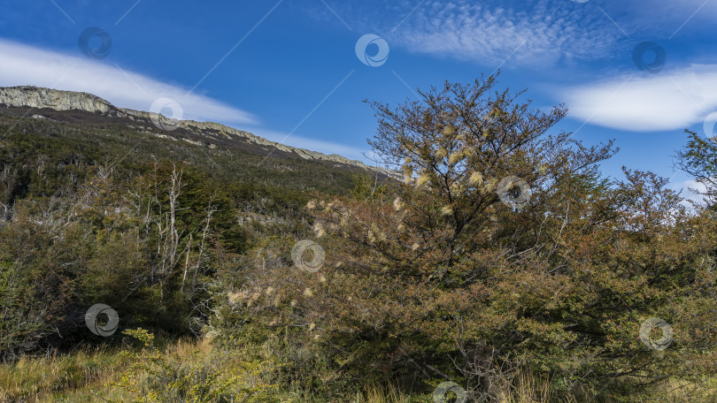 Скачать Осенний пейзаж Патагонии. Мох Usnea trichodea растет на ветвях дерева фотосток Ozero