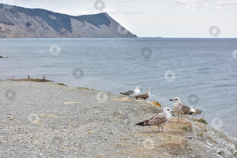 Скачать Красивый живописный морской пейзаж Черного моря, Анапа, Россия. Каменистый пляж Черного моря. морской пейзаж, вид на море с берега фотосток Ozero