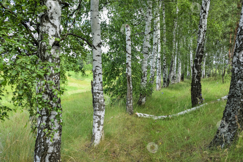 Скачать березовая роща, много берез фотосток Ozero