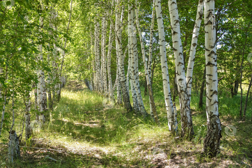 Скачать березовая роща, много берез фотосток Ozero