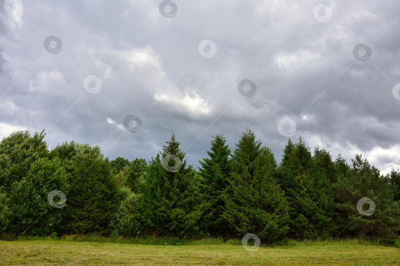 Скачать Пасмурное небо, еловый лес, пасмурный день в лесу фотосток Ozero