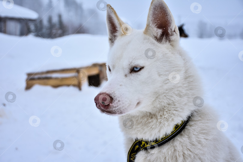 Скачать портрет хаски, собака крупным планом зимой фотосток Ozero