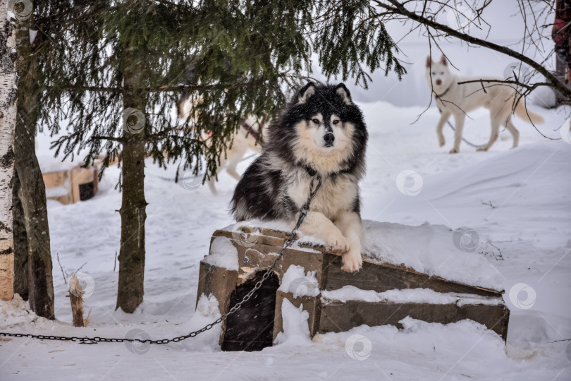 Скачать портрет хаски, собака крупным планом зимой фотосток Ozero