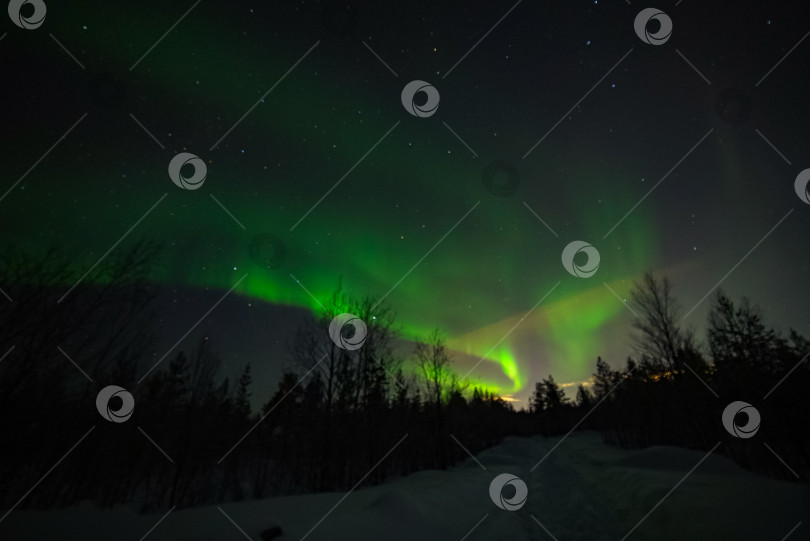 Скачать северное сияние (аврора) в зимнем лесу фотосток Ozero