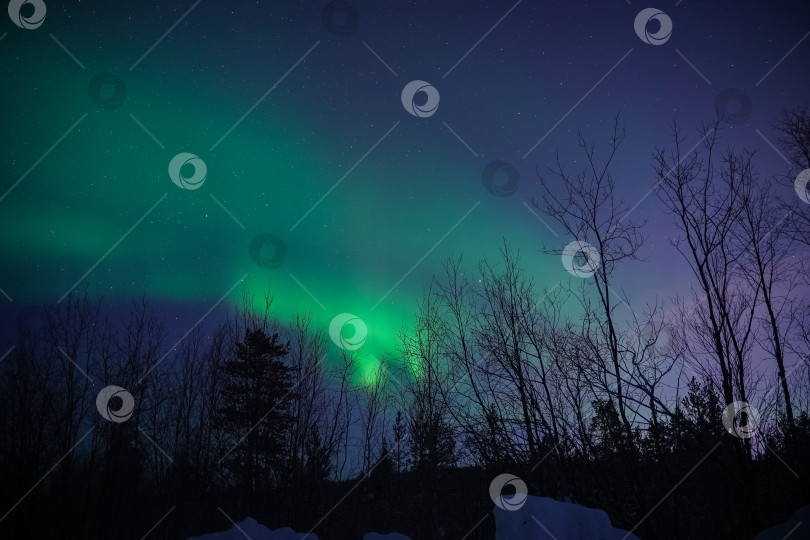 Скачать северное сияние (аврора) в зимнем лесу фотосток Ozero