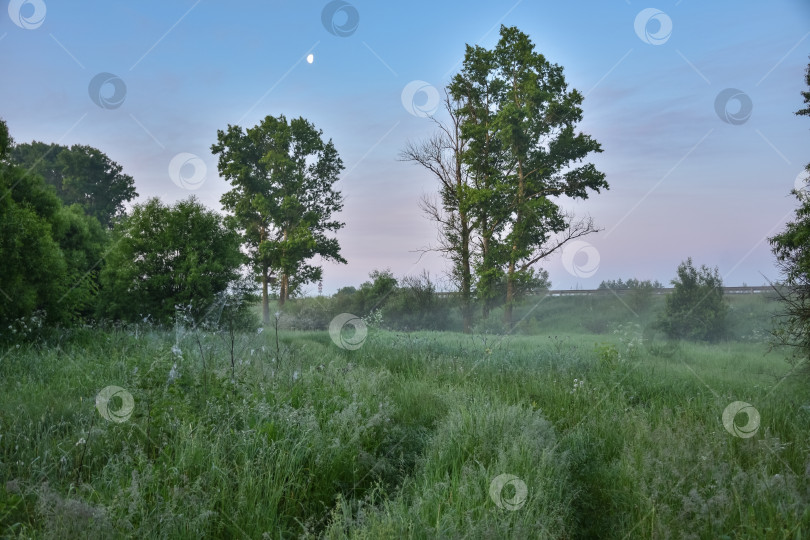 Скачать утренний туман в лесу, зеленый утренний лес в тумане фотосток Ozero