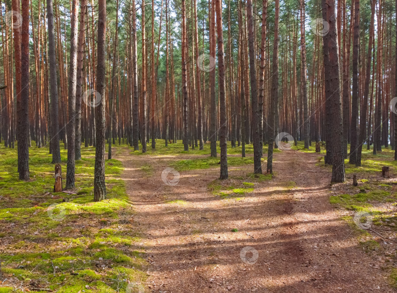 Скачать сосновый лес, прогулка по лесу, стволы деревьев фотосток Ozero