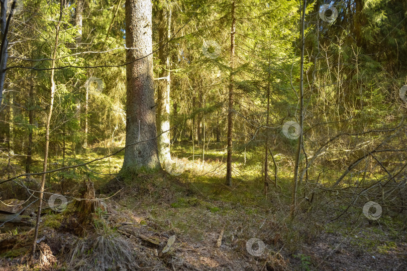 Скачать тропинка в хвойном лесу, хвойные деревья фотосток Ozero