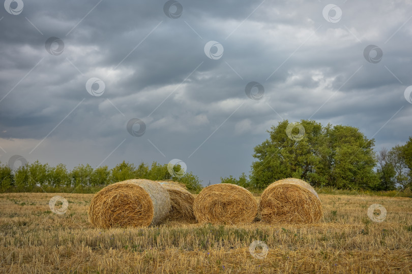 Скачать круглый стог сена на фоне неба фотосток Ozero