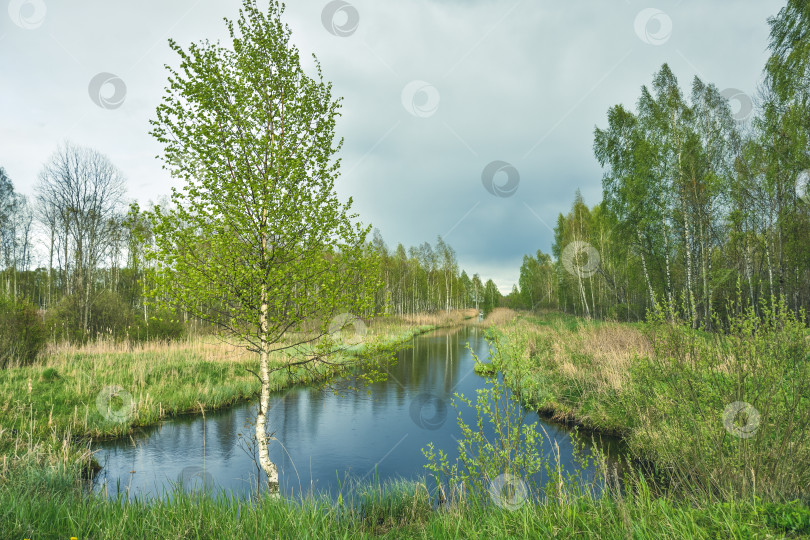 Скачать река, протекающая в березовой роще фотосток Ozero