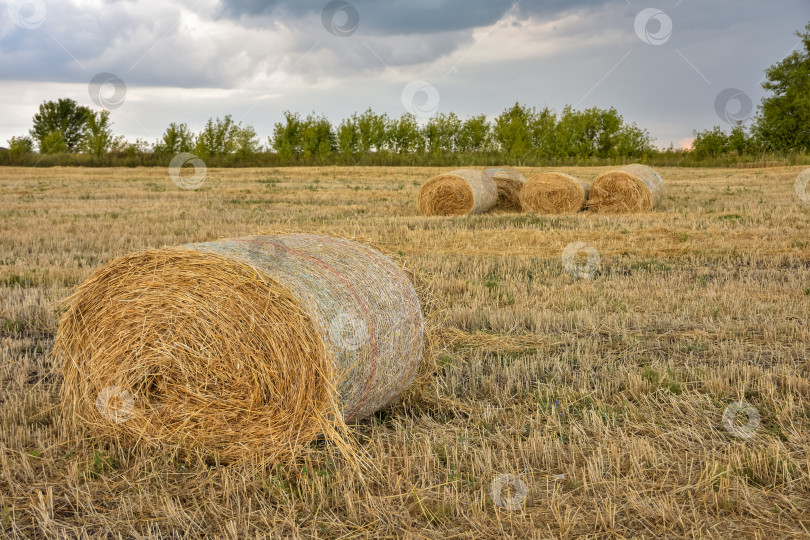 Скачать круглый стог сена на фоне неба фотосток Ozero