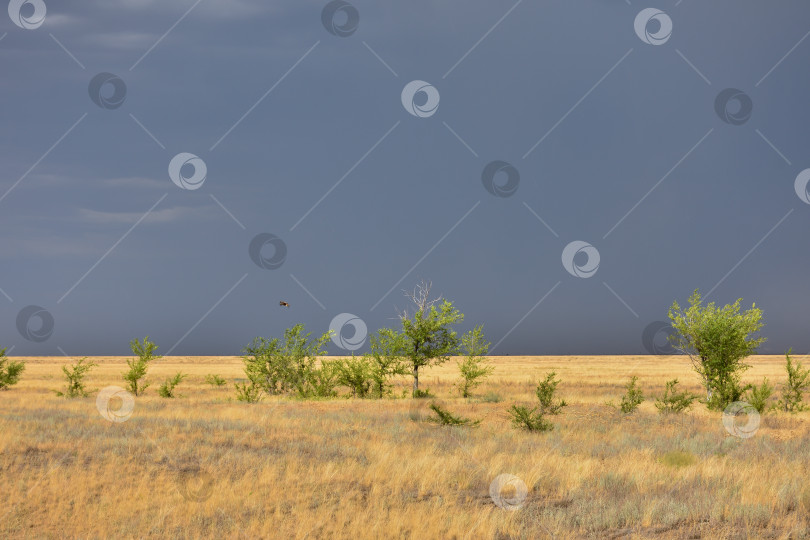 Скачать грозовое небо в поле, гроза в степи, пожар в степи фотосток Ozero