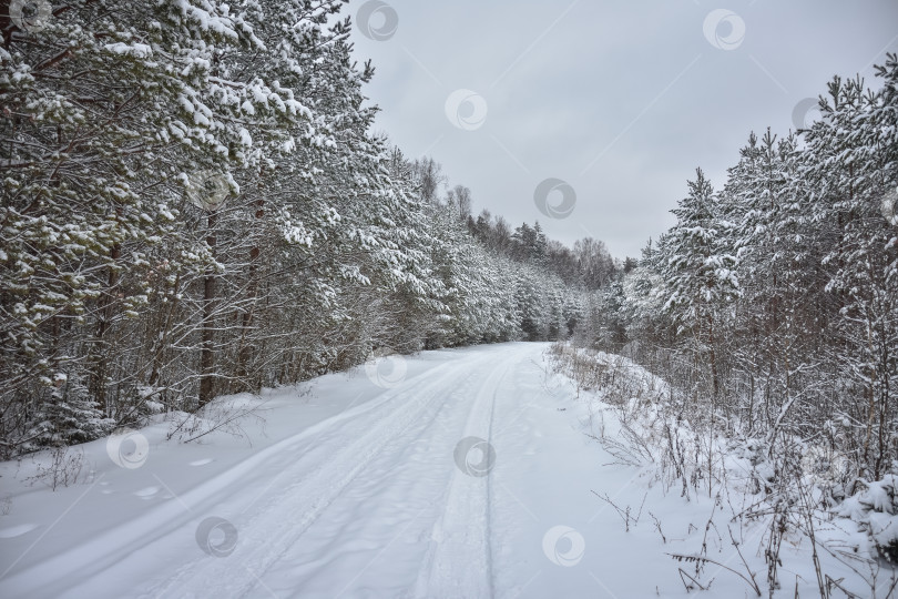 Скачать заснеженная дорога среди зимнего леса, зимняя дорога фотосток Ozero