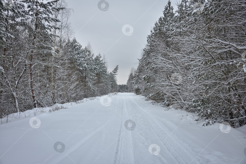 Скачать заснеженная дорога среди зимнего леса, зимняя дорога фотосток Ozero